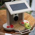 HiBirds Smart WiFi lintujen ruokinta kameralla - vaaleanruskea